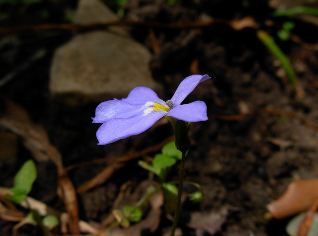 Solenopsis bivonae / Laurenzia di Bivona